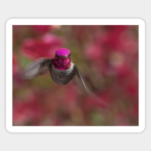 Anna's Hummingbird Portrait Sticker